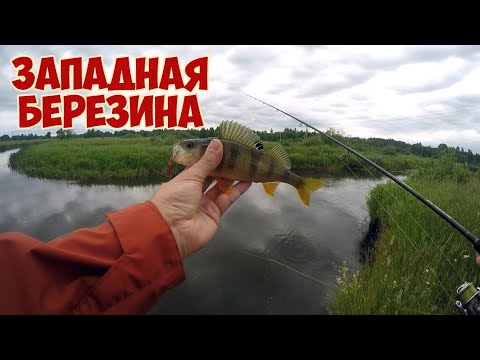 Видео: Западная Березина. Прогулка по реке со спиннингом