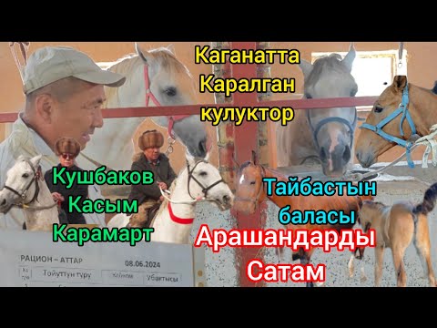 Видео: Кушбаков Касым аванын кулуктору 19 июня 2024 г.