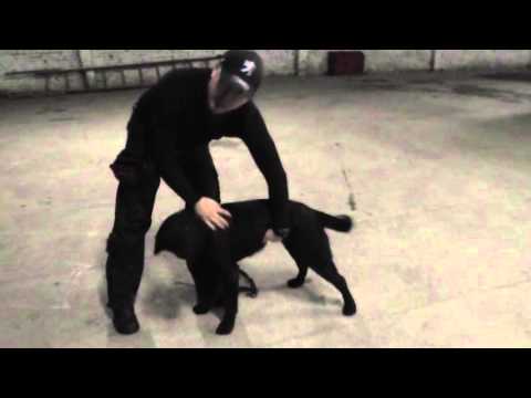 Видео: как научить собаку команда стоять