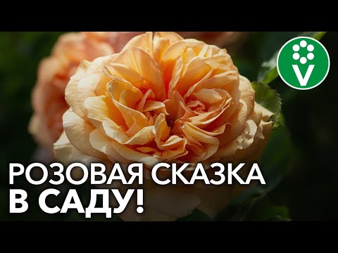 Видео: 7 лучших сортов АНГЛИЙСКИХ РОЗ, которые наполнят ваш сад романтикой!