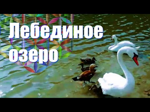 Видео: Лебединое озеро и его обитатели.
