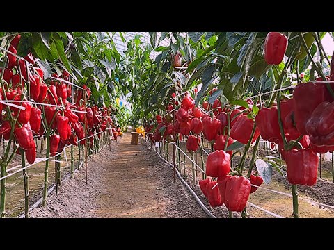 Видео: БОЛЬШАЯ И ИНТЕРЕСНАЯ ПРОГУЛКА  ПО ТЕПЛИЦАМ АГРОКОМБИНАТА АГРОФИРМЫ ПАРТНЕР!