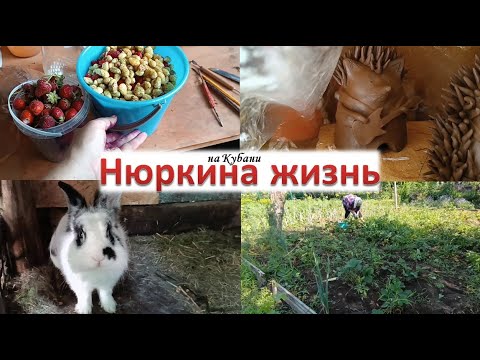 Видео: Супер мотивация на работу в огороде // Ягодный сезон не заканчивается