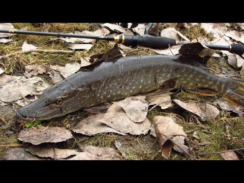 Видео: ОСЕННЯЯ ЩУКА НА ВОБЛЕР