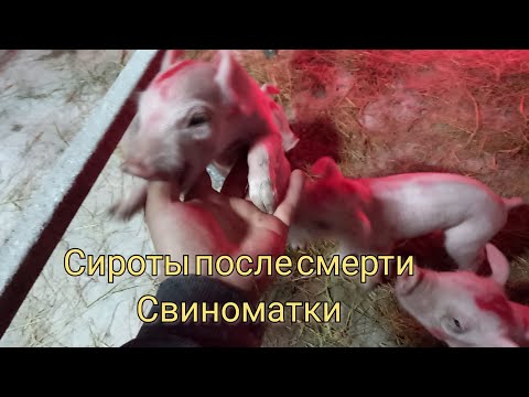 Видео: Причина смерти свиноматки после опороса/// поросята сироты на детском питании