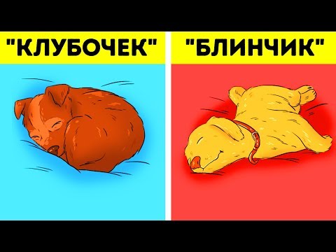Видео: Что Означает Поза, в Которой Спит Ваш Пес?
