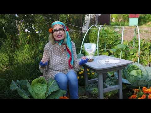 Видео: ГАНИЧКИНА Как ИЗБАВИТЬСЯ от СЛИЗНЕЙ