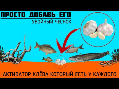 Видео: УБОЙНЫЙ АКТИВАТОР КЛЁВА ЕСТЬ У КАЖДОГО ДОМА! Чеснок! Какую рыбу им приманить? Есть ответ! #рыбалка