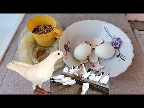 Видео: Что даю голубям во время линьки. What I give to pigeons during molting.