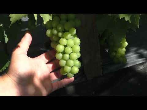 Видео: Виноградная школка 2023. Наши саженцы