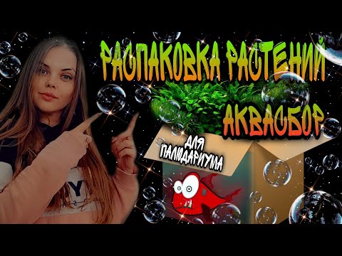 Видео: Распаковка растений для палюдариума