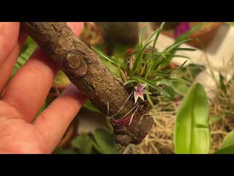 Видео: Цветение орхидей Август-Сентябрь 2025