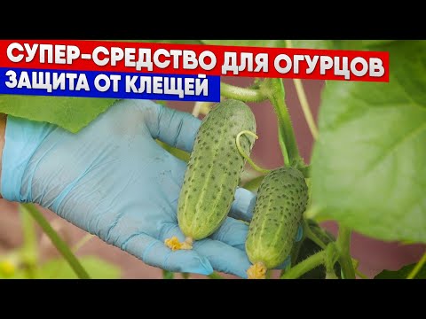 Видео: Супер-средство для огурцов - защита от клещей