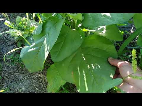 Видео: Ломка листьев махорки решающий для вкуса момент и игла из дворника авто