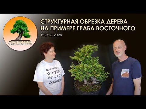 Видео: Обрезка дерева на примере граба восточного (бонсай)