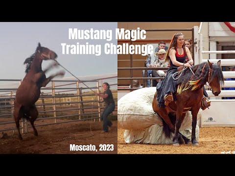Видео: Mustang Magic 2023 (100-дневный тренировочный марафон)