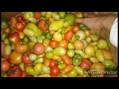 Видео: Занялась перебирать томаты и лук и другие дела / Жизнь в селе.