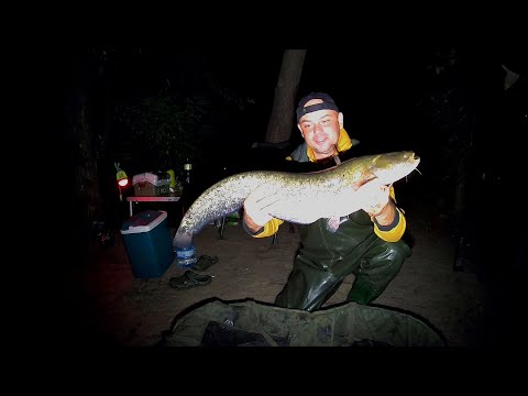 Видео: Рибалка на сома! Дніпро найкраща річка в світі!