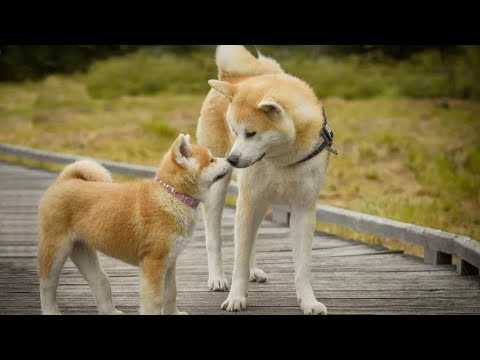 Видео: Щенки Акита-ину 1 месяц, с мамой.