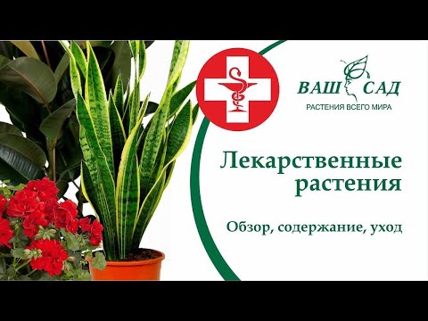 Видео: Растения умеют лечить! ТОП лекарственных растений которые нужно иметь дома | Ваш сад
