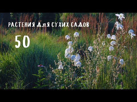 Видео: 50 растений для сухих садов