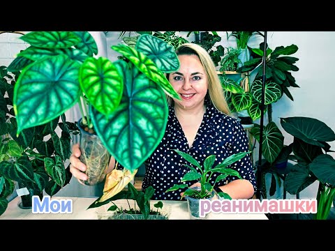 Видео: ОНИ СМОГЛИ!😅Как выросли Алоказия Шкура Дракона, Скальпрум и спатифилум Даймонд😍ПРИСОЕДИНЯЙСЯ К VK⬇️