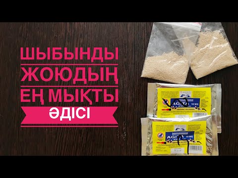 Видео: Шыбыннан құтылудың ең оңай жолы. Результат 100% #мухи #какизбавитьсяотмух #простойспособ