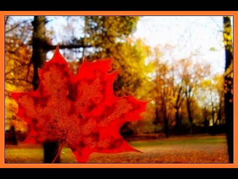 Видео: прогулка в рижскую золотую осень