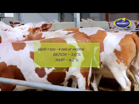 Видео: Молвест: продажа молочных нетелей