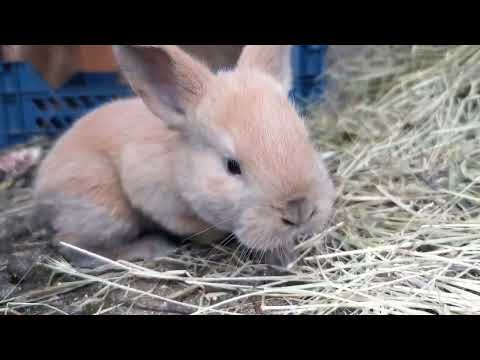 Видео: Що в мене є на продаж. Хто питав, дзвоніть, пишіть. Все показую, розповідаю. 
