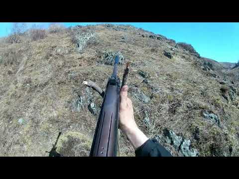 Видео: Охота на голубя с пневматикой