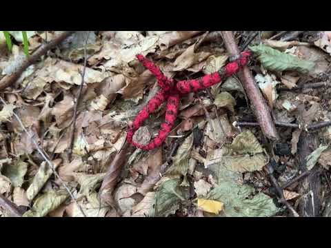 Видео: Шок! Грибів не має, але є сліди ведмедя!