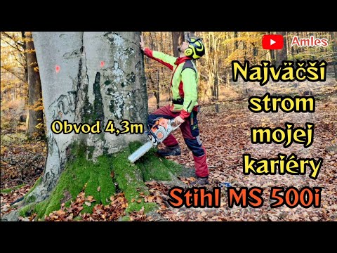 Видео: Огромный бук окружностью 4,3 м — самое большое дерево в моей карьере! | Stihl MS 500i | Amles