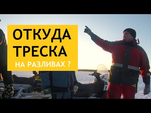 Видео: ТРЕСКА на разливах. НАЛИМЫ СУПЕР! Копчу рыбу #рыбалка #треска