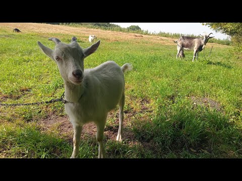 Видео: Муж снял для вас ролик)