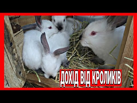 Видео: ЧИ ВИГІДНО ТРИМАТИ КРОЛИКІВ