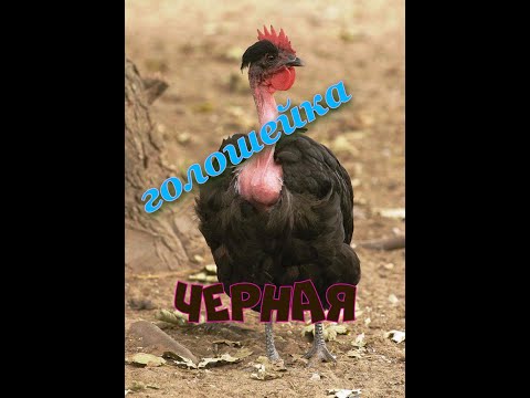 Видео: Голошейные черные французские  куры. Забой петуха.