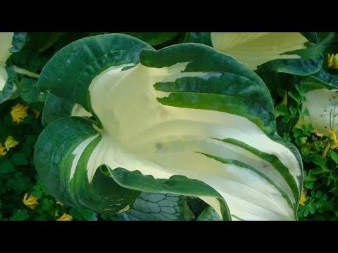 Видео: ХОСТЫ В ЯРКОМ СОЧЕТАНИИ БЕЛОГО И ЗЕЛЕНОГО. КРАСИВЫЕ СОРТА. Beautiful hosts in landscape design.