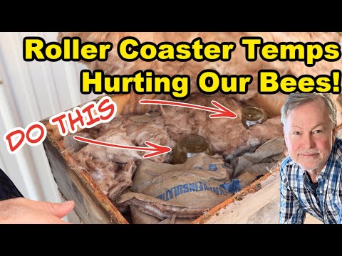 Видео: Пчеловодство: секрет кормления пчёл в холодную погоду