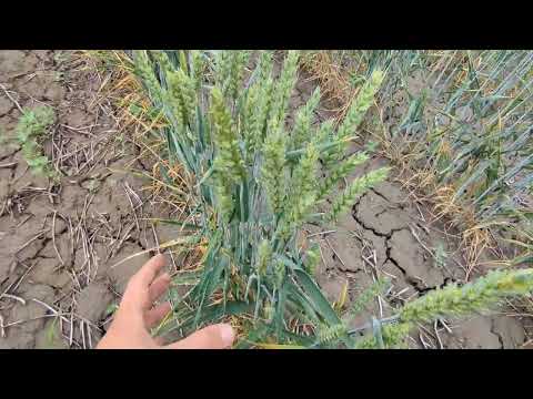 Видео: Все, більше пшеницю на широкому міжрядді сіяти не буду, порівняння 70 і 35 міжряддя, 29.06.23