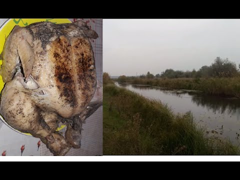 Видео: Поиск металла у реки. Коп "Большой курицы" продолжается