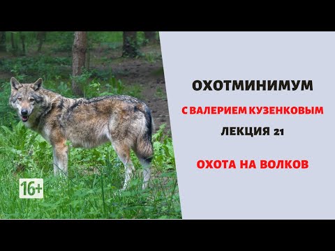Видео: Охотминимум. Лекция 21. Охота на волка