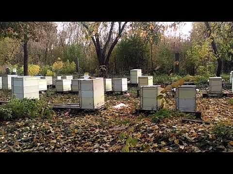 Видео: Перевод пчёл на рамку 145 мм - опыт и размышления