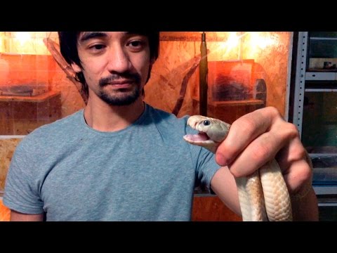 Видео: ЯД КОБРЫ ДОВЕЛ ДО СЛЁЗ. Рассказ про редчайшую вариацию китайской кобры