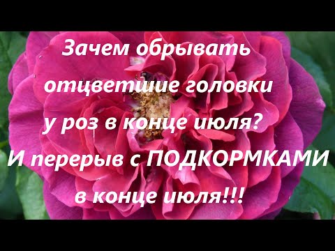 Видео: Зачем обрывать отцветшие головки у роз в конце июля?И перерыв с ПОДКОРМКАМИ  в конце июля!!!