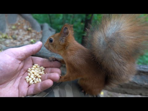 Видео: Покормил Рыжую / I fed Redhead