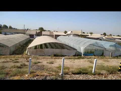 Видео: Сады и поля Ташкентской области, Чиназский район. Uzbekistan, Gardens and fields of Tashkent region.
