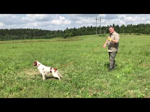 Видео: Как поставить собаку в стойку