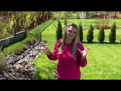 Видео: Барбарис на штамбе | Гортензии серии ПАН в ОГ и в теплице, вот это разница | Жемчужина Фестиваля