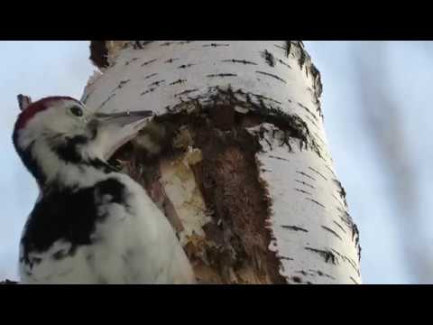 Видео: Замедленная съемка, как дятел долбит дерево, woodpecker breaks a tree in slow mo
